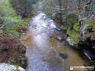 Tejos Milenarios de Valhondillo -Tejos de Rascafría - excursiones desde madrid de un dia;viaje send